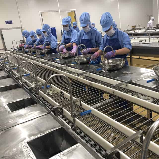 SHRIMP PEELING AND HEADING CONVEYOR