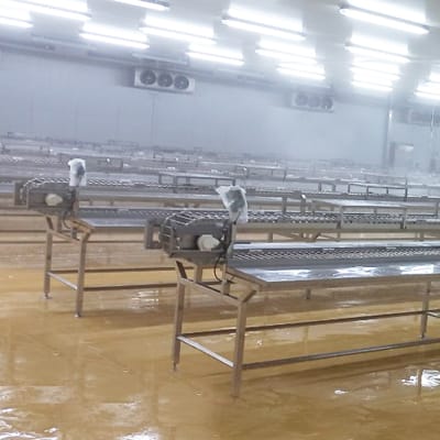 Shrimp Flour Conveyor