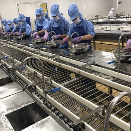 Peeling and Picking Shrimp Heads Conveyor